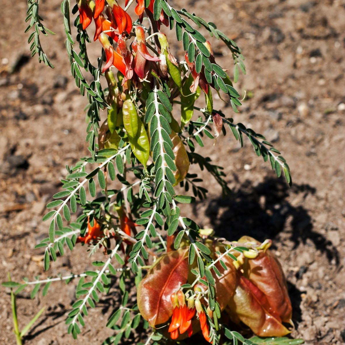 Africká bylina - Lessertia frutescens - semená - 4 ks