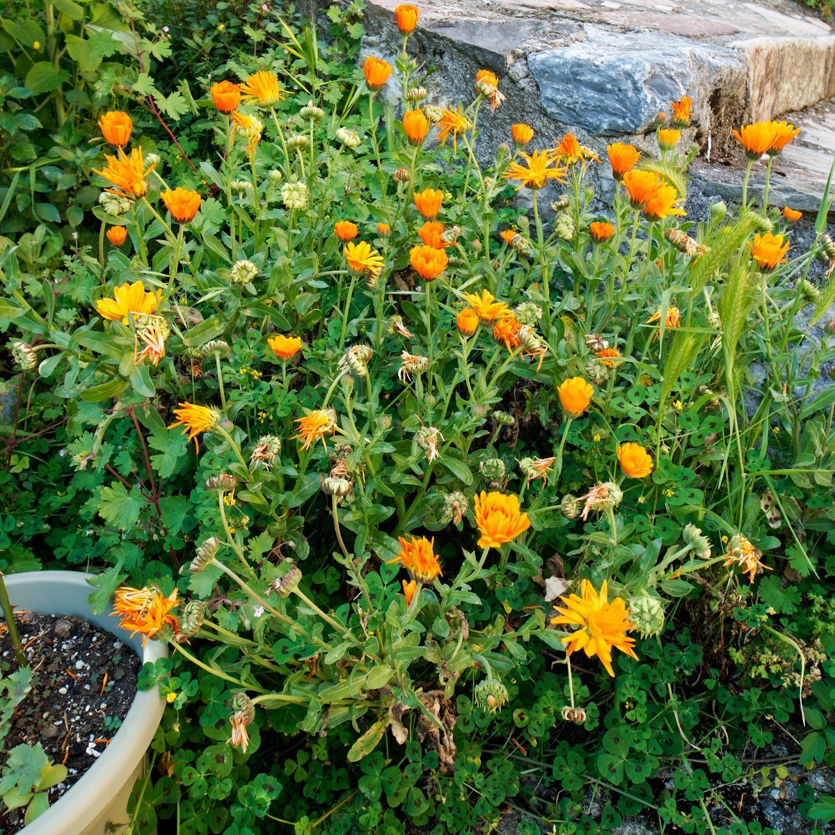 Nechtík lekársky - Calendula officinalis - semená - 30 ks