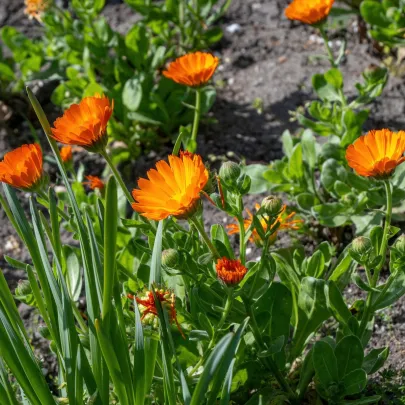 Nechtík lekársky - Calendula officinalis - semená - 65 ks