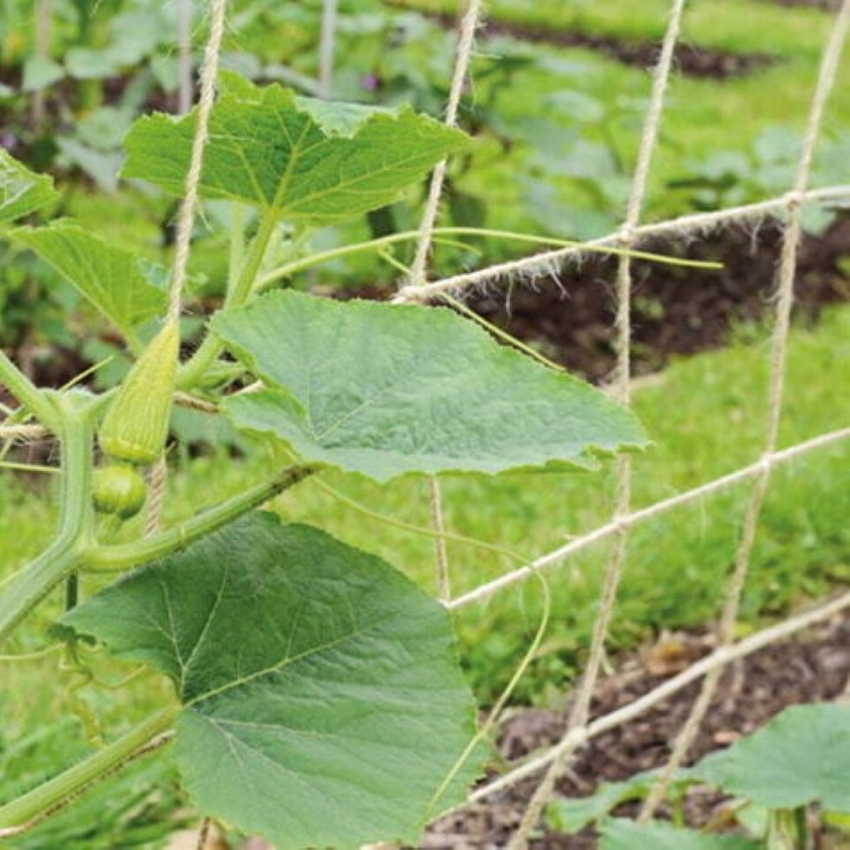 Jutová záhradná sieť - podporná sieť - SOGO - 1,8 × 1,8m - 1 ks