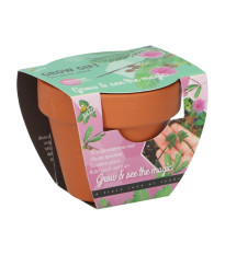 Buzzy Grow Gifts - Minisada na pestovanie citlivky - Pieterpik - pestovateľská sada - 1 ks
