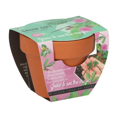 Buzzy Grow Gifts - Minisada na pestovanie citlivky - Pieterpik - pestovateľská sada - 1 ks