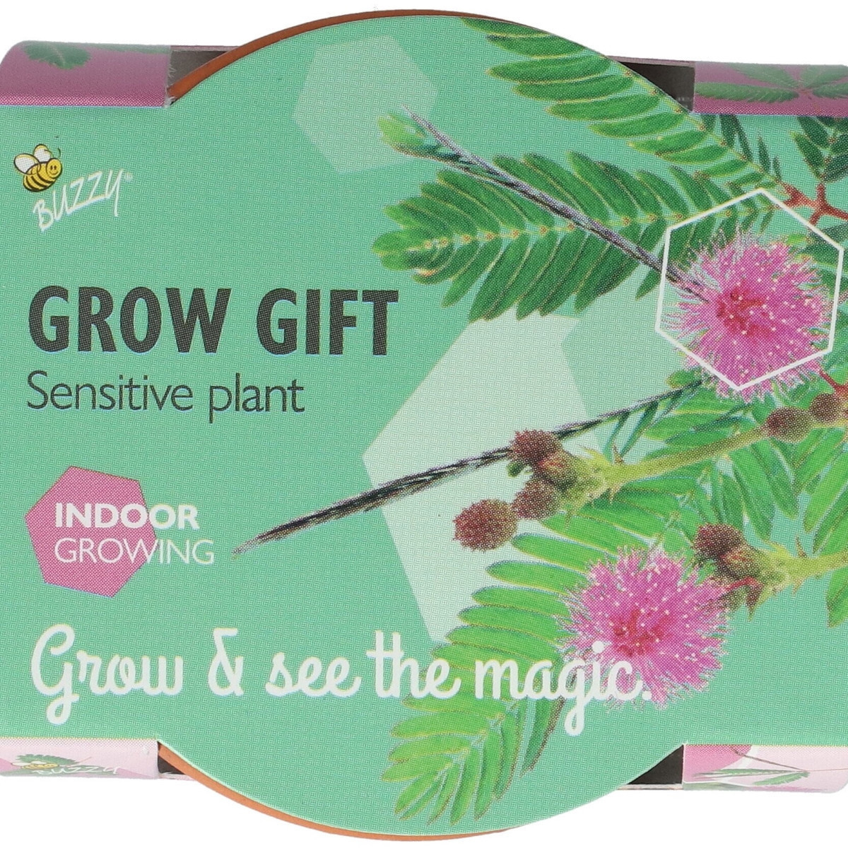 Buzzy Grow Gifts - Minisada na pestovanie citlivky - Pieterpik - pestovateľská sada - 1 ks