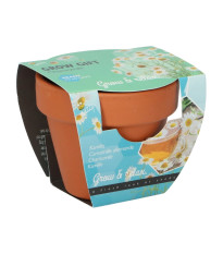 Buzzy Grow Gifts - Minisada na pestovanie harmančeka - Pieterpik - pestovateľská sada - 1 ks