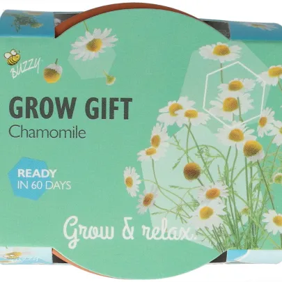 Buzzy Grow Gifts - Minisada na pestovanie harmančeka - Pieterpik - pestovateľská sada - 1 ks