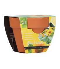 Buzzy Grow Gifts - Minisada na pestovanie slnečnice - Pieterpik - pestovateľská sada - 1 ks