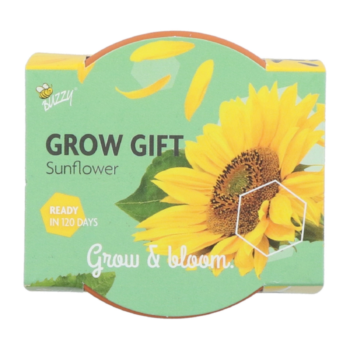 Buzzy Grow Gifts - Minisada na pestovanie slnečnice - Pieterpik - pestovateľská sada - 1 ks