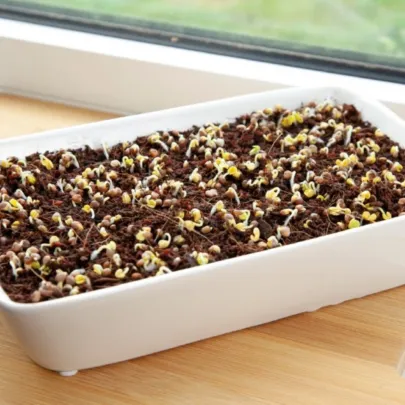 Buzzy - Sada na pestovanie reďkovky Daikon Red - Pieterpik - 1 ks