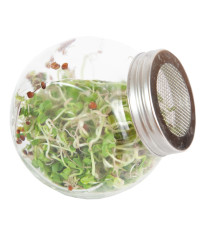 Buzzy - Bio klíčiaci pohár Daikon - Pieterpik - 1 ks