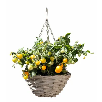 Buzzy - Závesná záhradka na pestovanie paradajok Cherry Yellow - Pieterpik - pestovateľská súprava - 1 ks