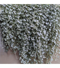 Strieborný dážď Silver Falls - Dichondra emerald - semená - 6 ks