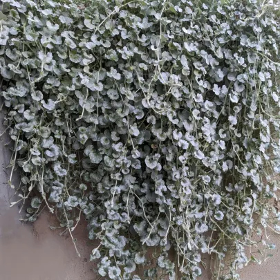 Strieborný dážď Silver Falls - Dichondra emerald - semená - 6 ks