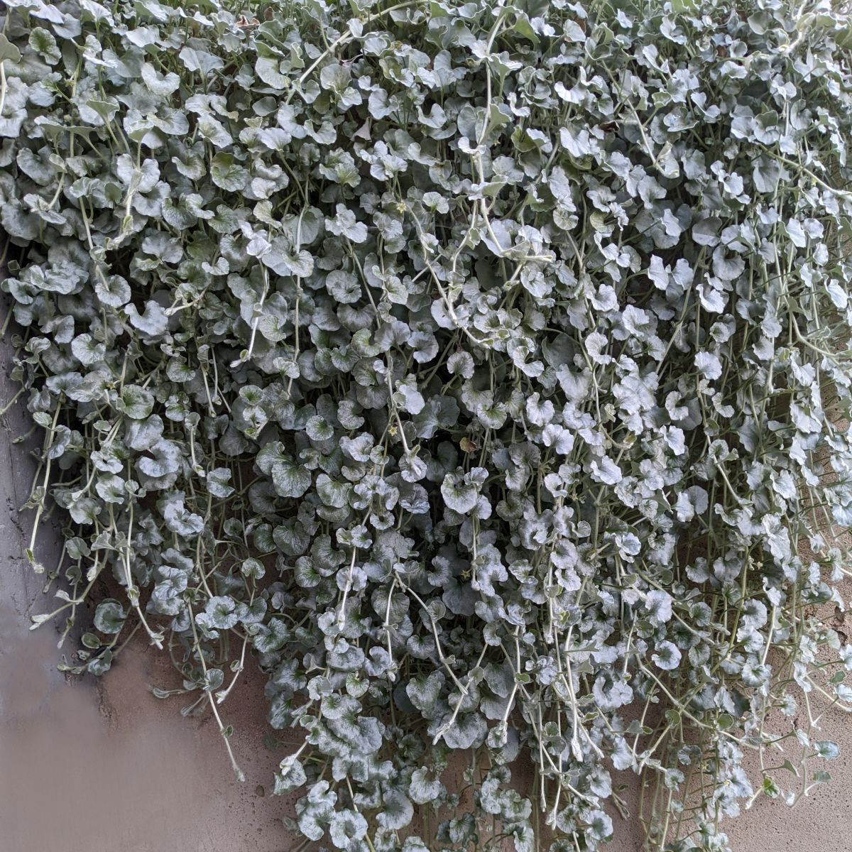 Strieborný dážď Silver Falls - Dichondra emerald - semená - 6 ks