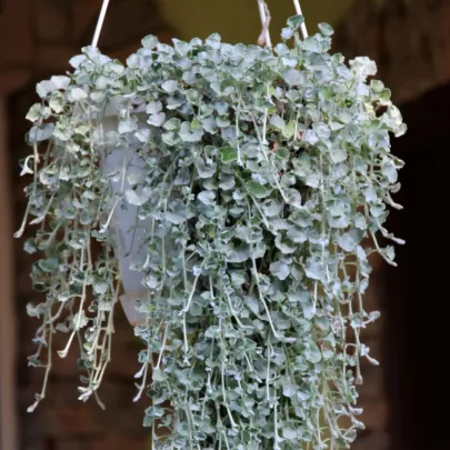 Strieborný dážď Silver Falls - Dichondra emerald - semená - 6 ks