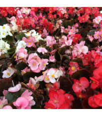Begónia Nightlife Mix F1 - Begonia semperflorens - semená - 12 ks