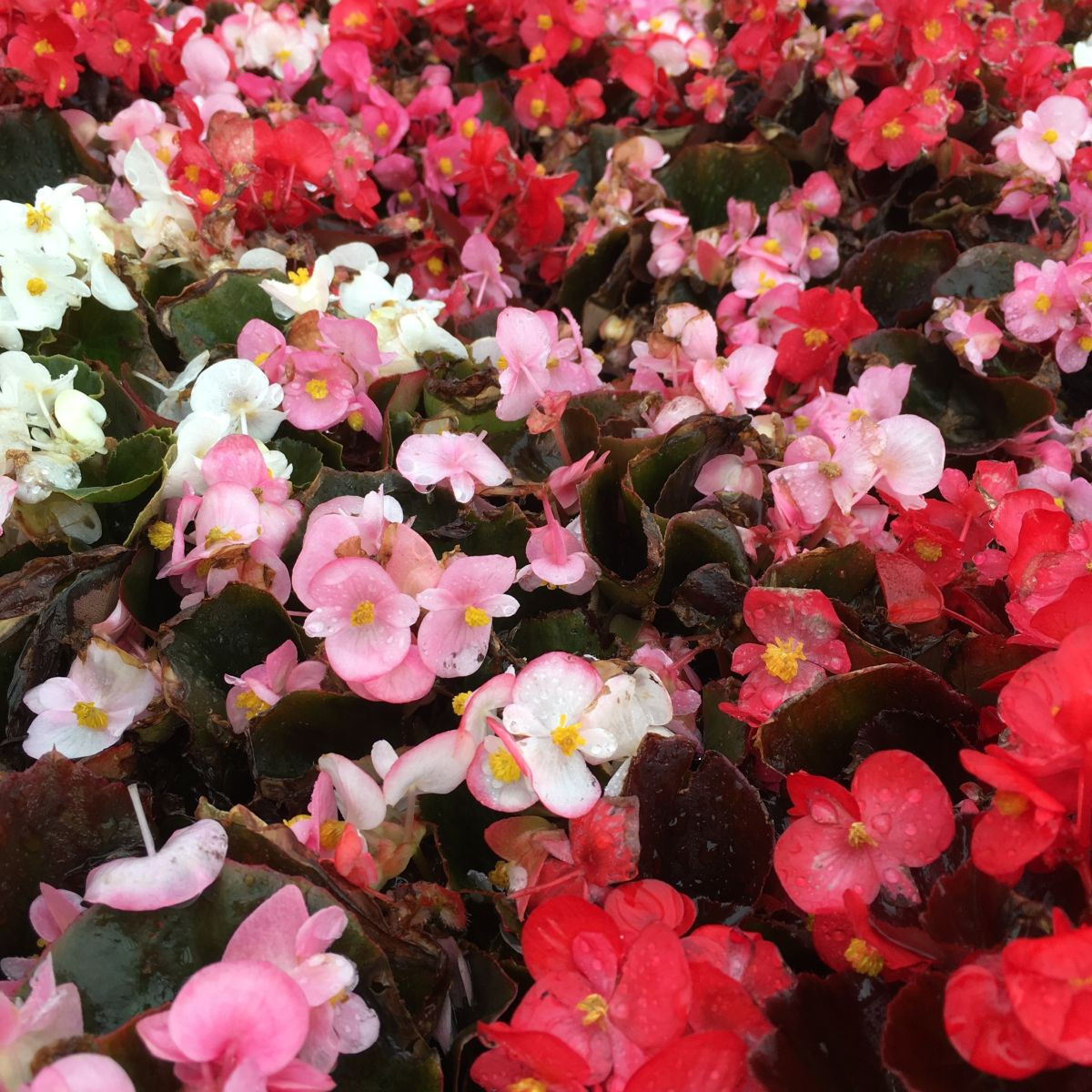 Begónia Nightlife Mix F1 - Begonia semperflorens - semená - 12 ks