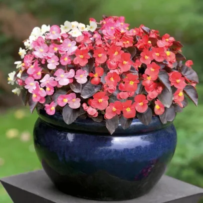 Begónia Nightlife Mix F1 - Begonia semperflorens - semená - 12 ks