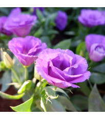 Eustoma Lilac F1 - Eustoma grandiflorum - semená - 12 ks