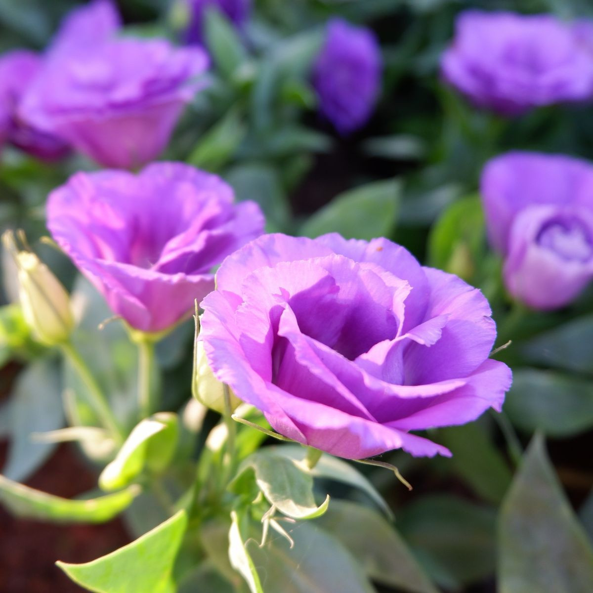 Eustoma Lilac F1 - Eustoma grandiflorum - semená - 12 ks