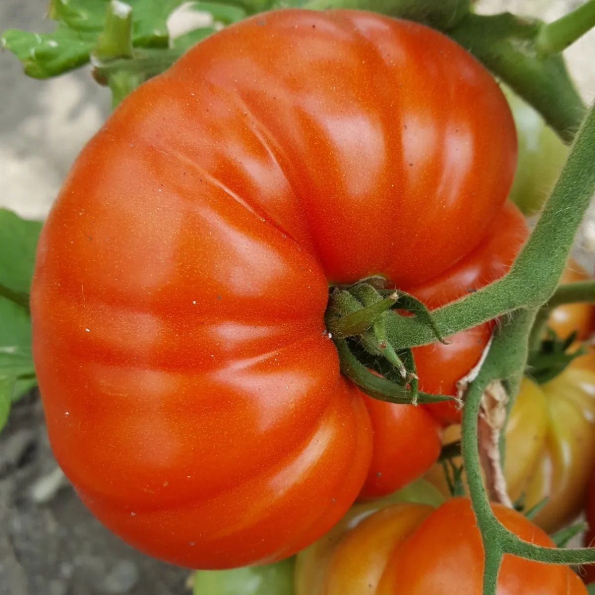Paradajka Gigantomo - Solanum lycopersicum - semená - 5 ks