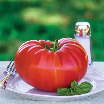 Paradajka Gigantomo - Solanum lycopersicum - semená - 5 ks
