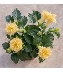 Durman metelový Double Yellow - Datura metel - semena - 5 ks