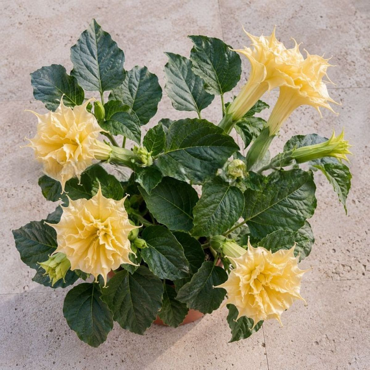Durman metelový Double Yellow - Datura metel - semena - 5 ks