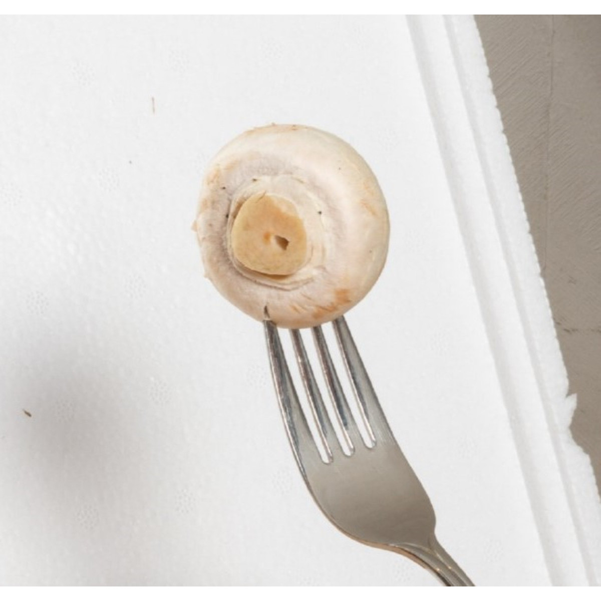 Mini Champ - sada na domáce pestovanie bielych šampiňónov - Agaricus bisporus - sadivo - 1 ks