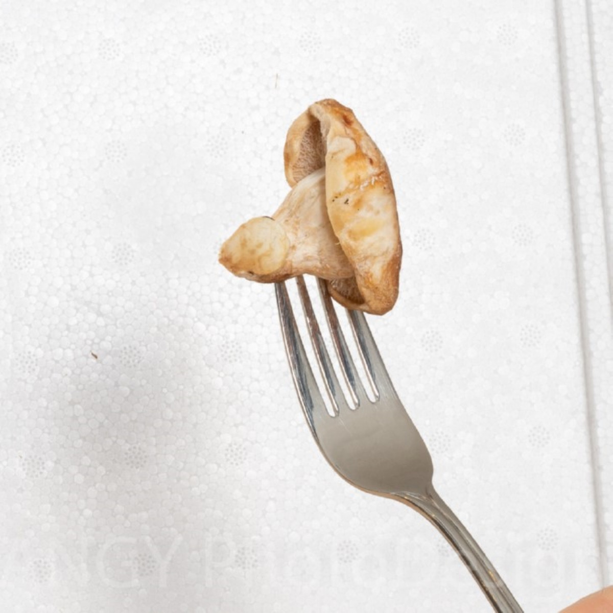 Mini Champ - sada pre domáce pestovanie hlivy ustricovej - Pleurotus ostreatus - sadivo - 1 ks