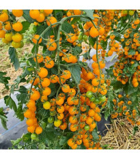 Paradajka Perlino žltá F1 - Solanum lycopersicum - semená - 6 ks