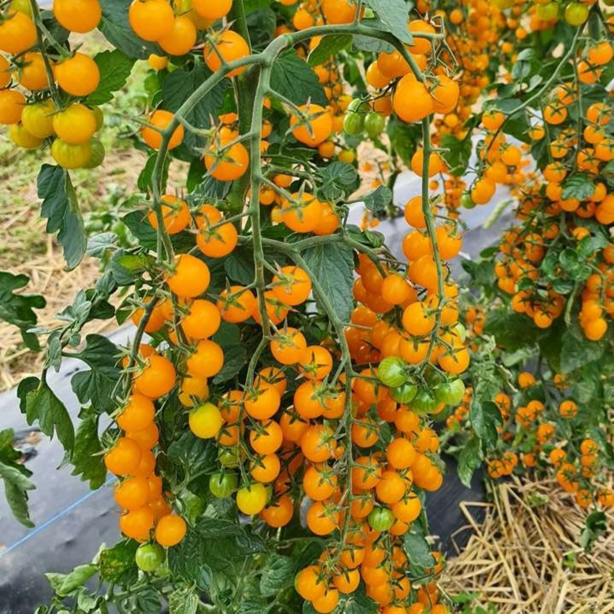 Paradajka Perlino žltá F1 - Solanum lycopersicum - semená - 6 ks