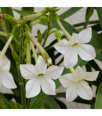 Tabak Saratoga biely F1 - Nicotiana x alata - semená - 30 ks