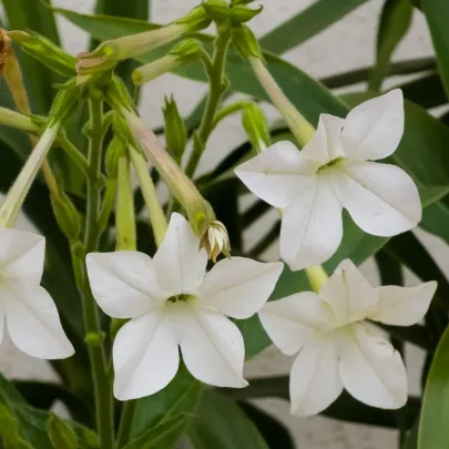Tabak Saratoga biely F1 - Nicotiana x alata - semená - 30 ks