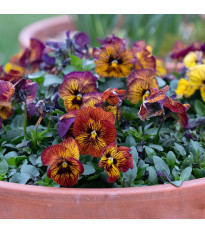 Fialka Tiger Eye Red F1 - Viola cornuta - semená - 20 ks