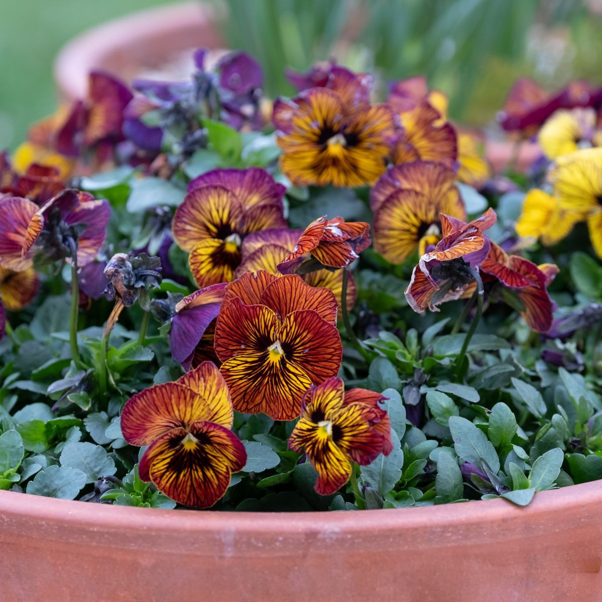 Fialka Tiger Eye Red F1 - Viola cornuta - semená - 20 ks