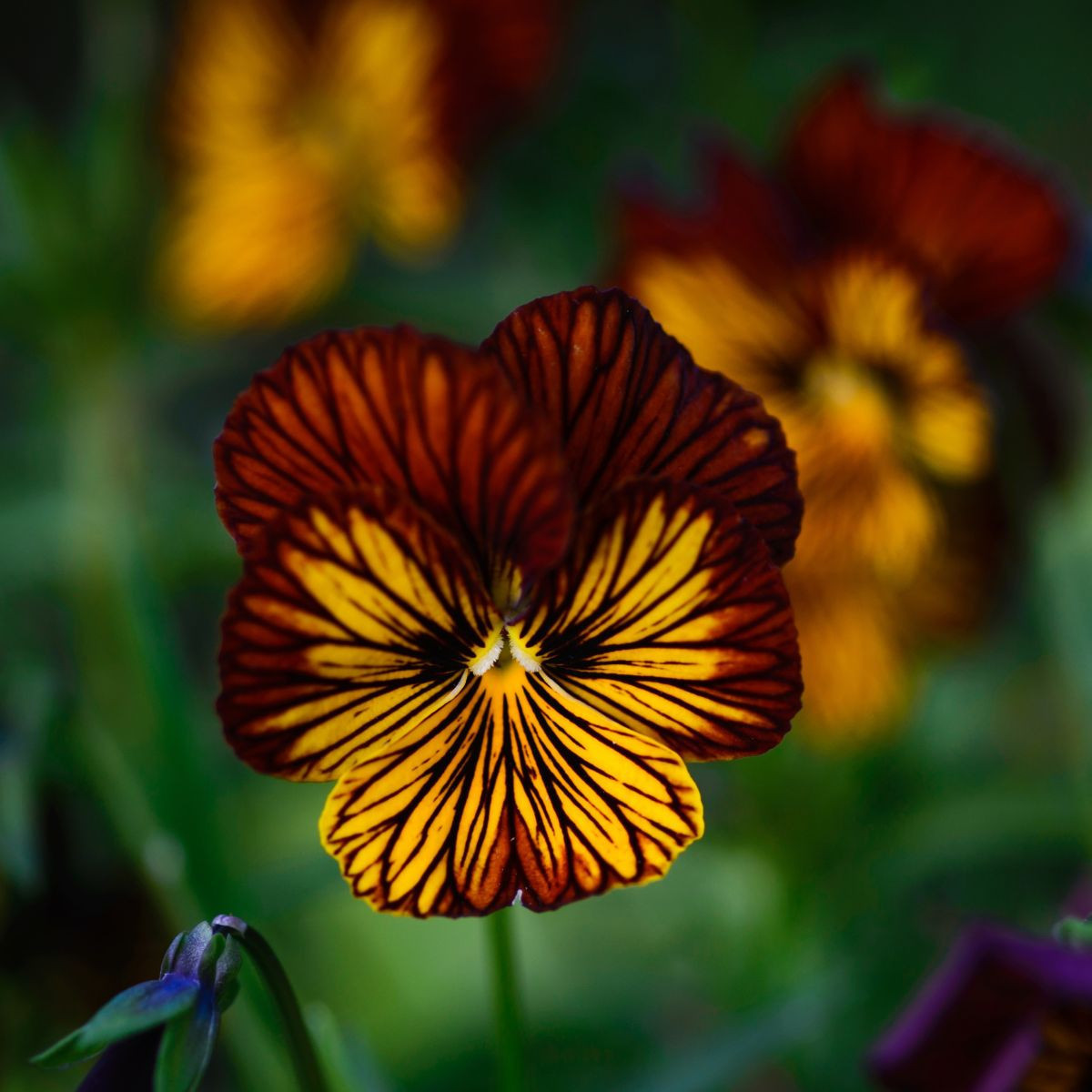 Fialka Tiger Eye Red F1 - Viola cornuta - semená - 20 ks