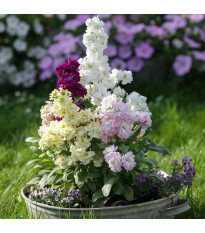 Fiala Cinderella Vivid Formula Mix - Matthiola incana - semená - 40 ks