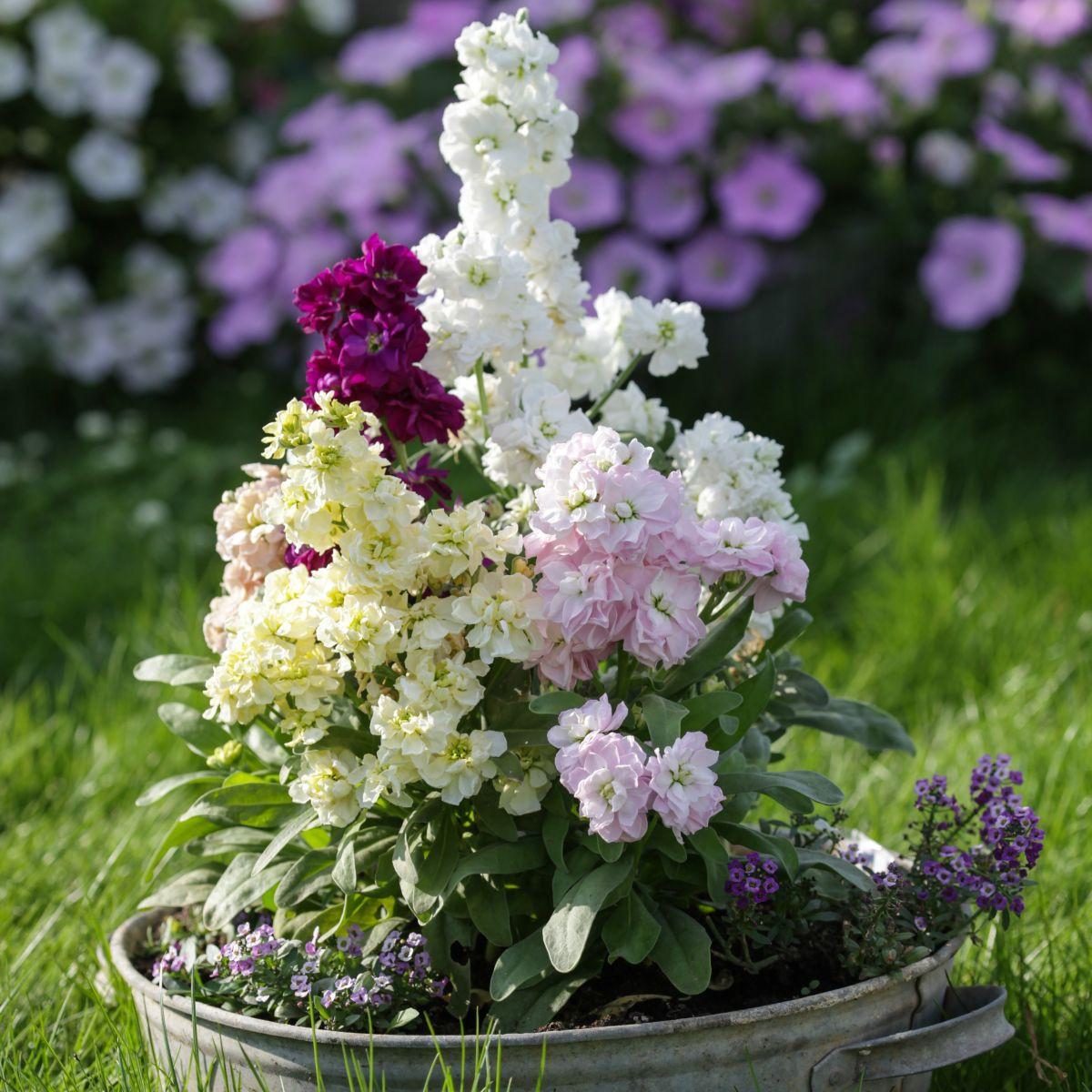 Fiala Cinderella Vivid Formula Mix - Matthiola incana - semená - 40 ks
