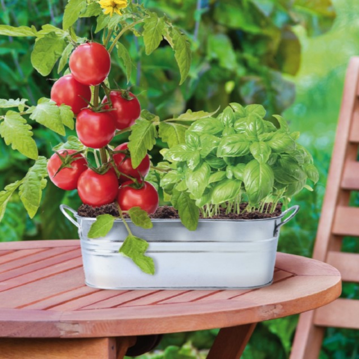 Buzzy - Okenná záhradka Caprese šalát - Pieterpik - pestovateľská súprava - 1 ks