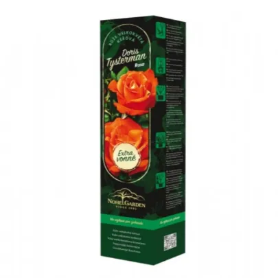 Ruža veľkokvetá kríková - Fragrant Doris Tysterman - Rosa - voľnokorenné sadenice ruže - 1 ks