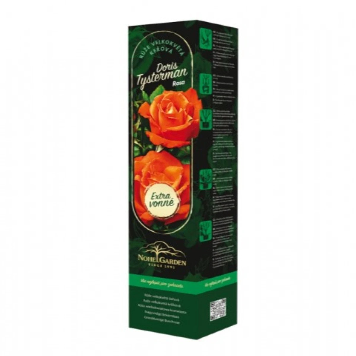 Ruža veľkokvetá kríková - Fragrant Doris Tysterman - Rosa - voľnokorenné sadenice ruže - 1 ks