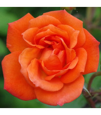 Ruža veľkokvetá kríková - Fragrant Doris Tysterman - Rosa - voľnokorenné sadenice ruže - 1 ks
