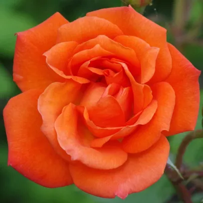 Ruža veľkokvetá kríková - Fragrant Doris Tysterman - Rosa - voľnokorenné sadenice ruže - 1 ks
