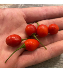 Chilli Aji Charapita Big Red - Capsicum chinense - semená - 7 ks