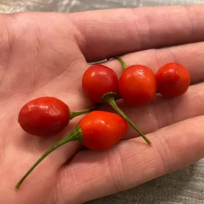 Chilli Aji Charapita Big Red - Capsicum chinense - semená - 7 ks