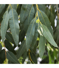 Eukalyptus riečny River Red Gum - Blahovičník - Eucalyptus camaldulensis - semená - 10 ks