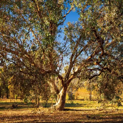 Eukalyptus riečny River Red Gum - Blahovičník - Eucalyptus camaldulensis - semená - 10 ks