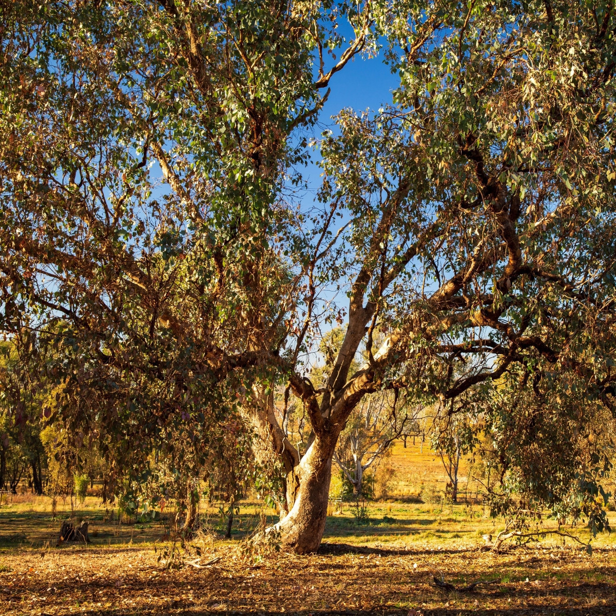 Eukalyptus riečny River Red Gum - Blahovičník - Eucalyptus camaldulensis - semená - 10 ks