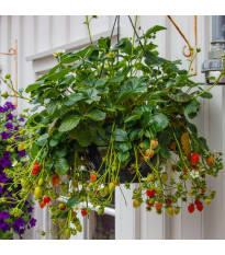 Jahodník previsnutý Pendula - Fragaria - predaj voľnokorenných sadeníc - 2 ks