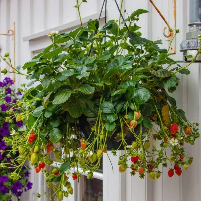 Jahodník previsnutý Pendula - Fragaria - predaj voľnokorenných sadeníc - 2 ks